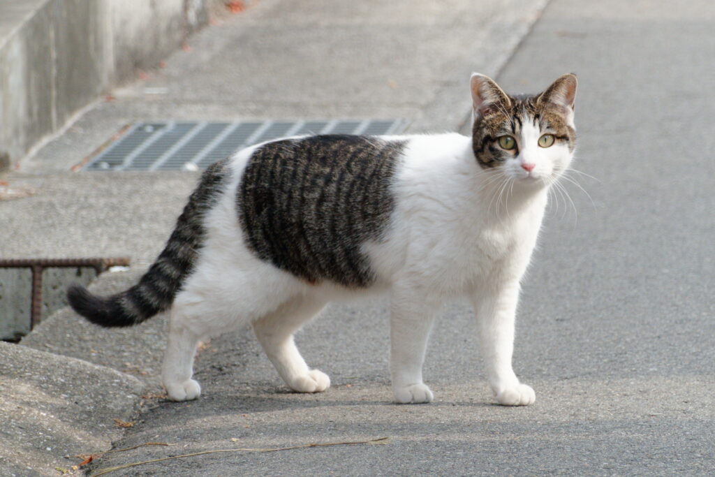 ノラ猫　作例写真　ソニー コンデジ　SONY RX100Ⅶ （DSC-RX100M7）