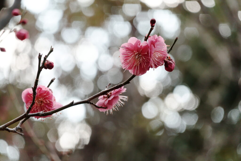 梅の花　作例写真　ソニー コンデジ　SONY RX100Ⅶ （DSC-RX100M7）