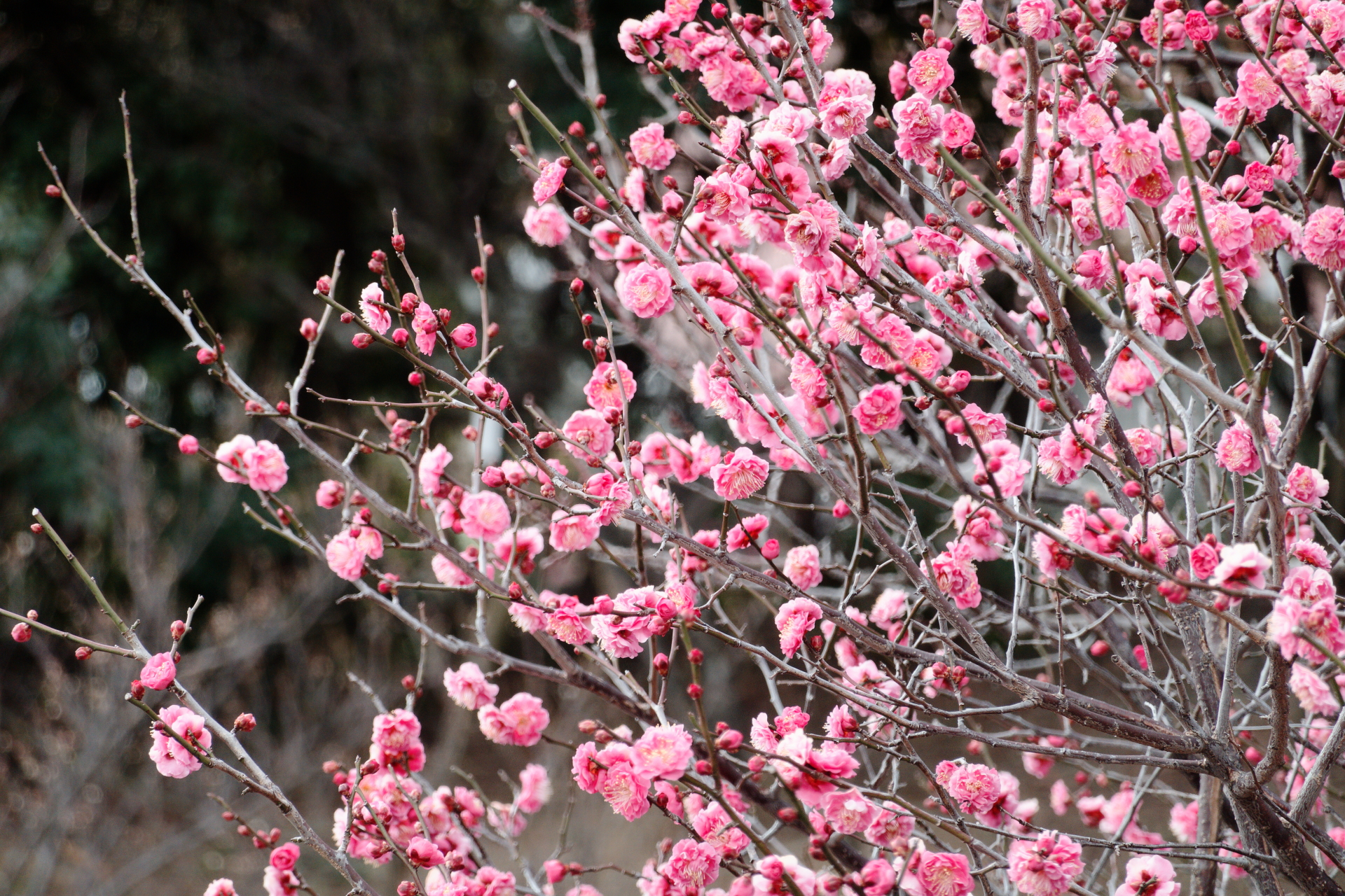 岡本梅林公園の梅の花　作例写真　ソニー コンデジ　SONY RX100Ⅶ DSC-RX100M7
