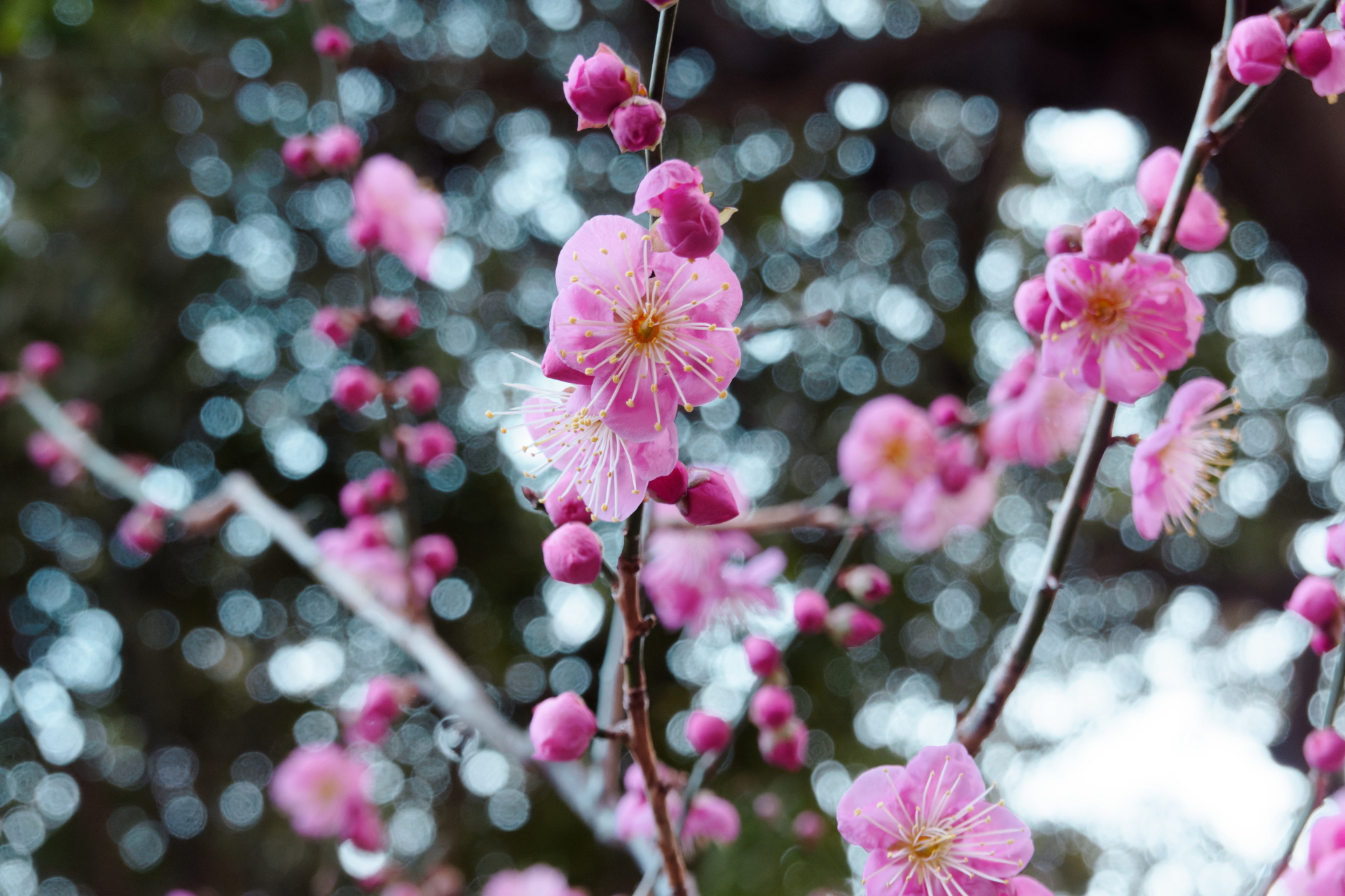 岡本梅林公園の梅　作例写真　ソニー コンデジ　SONY RX100Ⅶ DSC-RX100M7