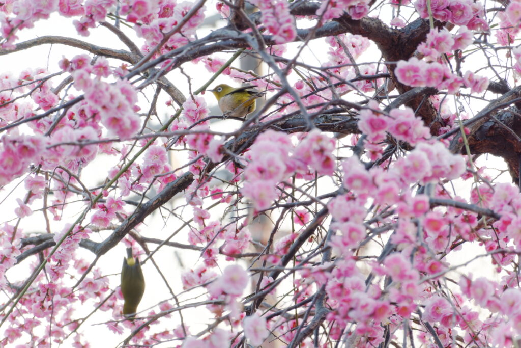 岡本梅林公園の梅とメジロ　ウメジロー　 RX100M7作例写真