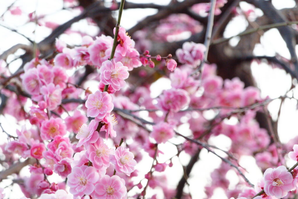 岡本梅林公園のピンク色の梅 RX100M7作例写真