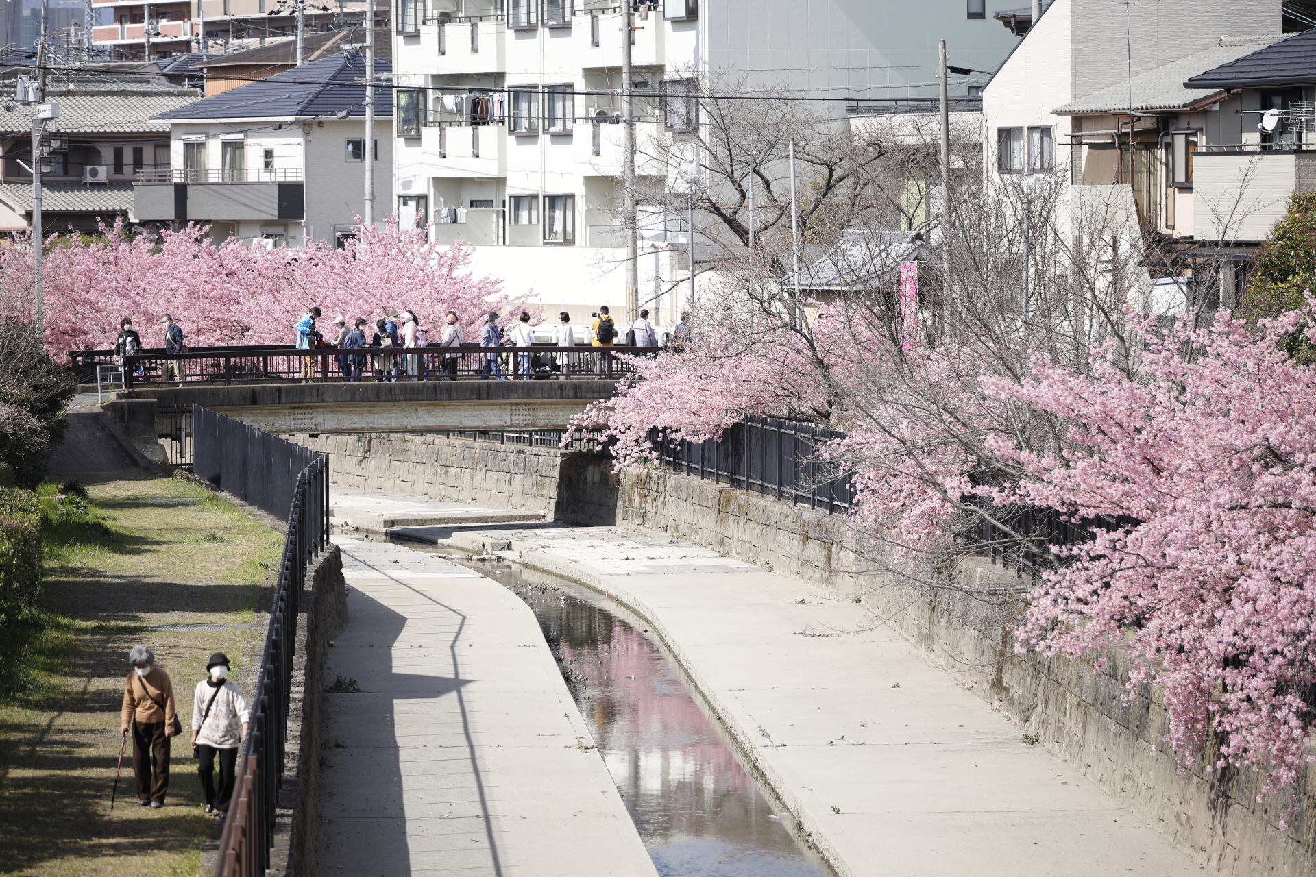 京都 淀水路沿いの河津桜 2022年3月15日の開花状況