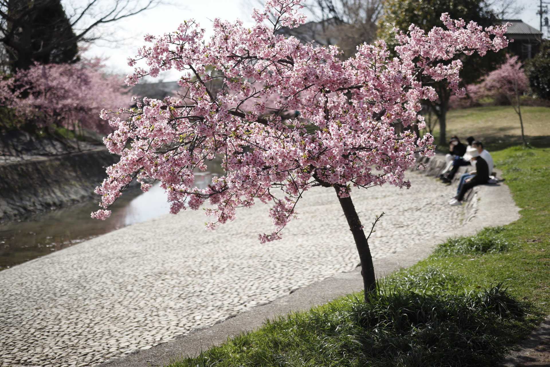 京都 淀水路沿いの河津桜 2022年3月15日の開花状況