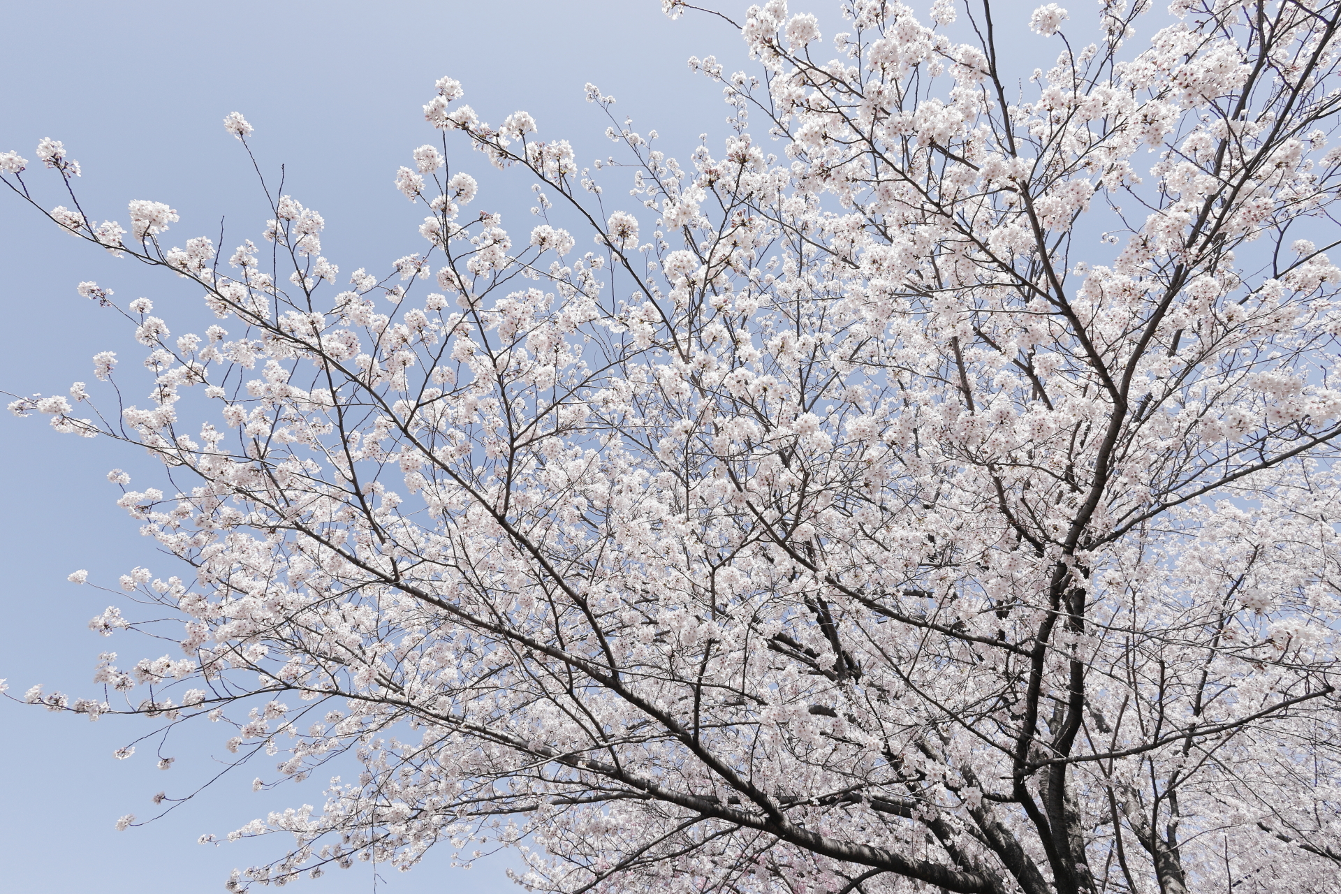 桜  作例写真 キヤノンEOS RとRF16mm F2.8 STM