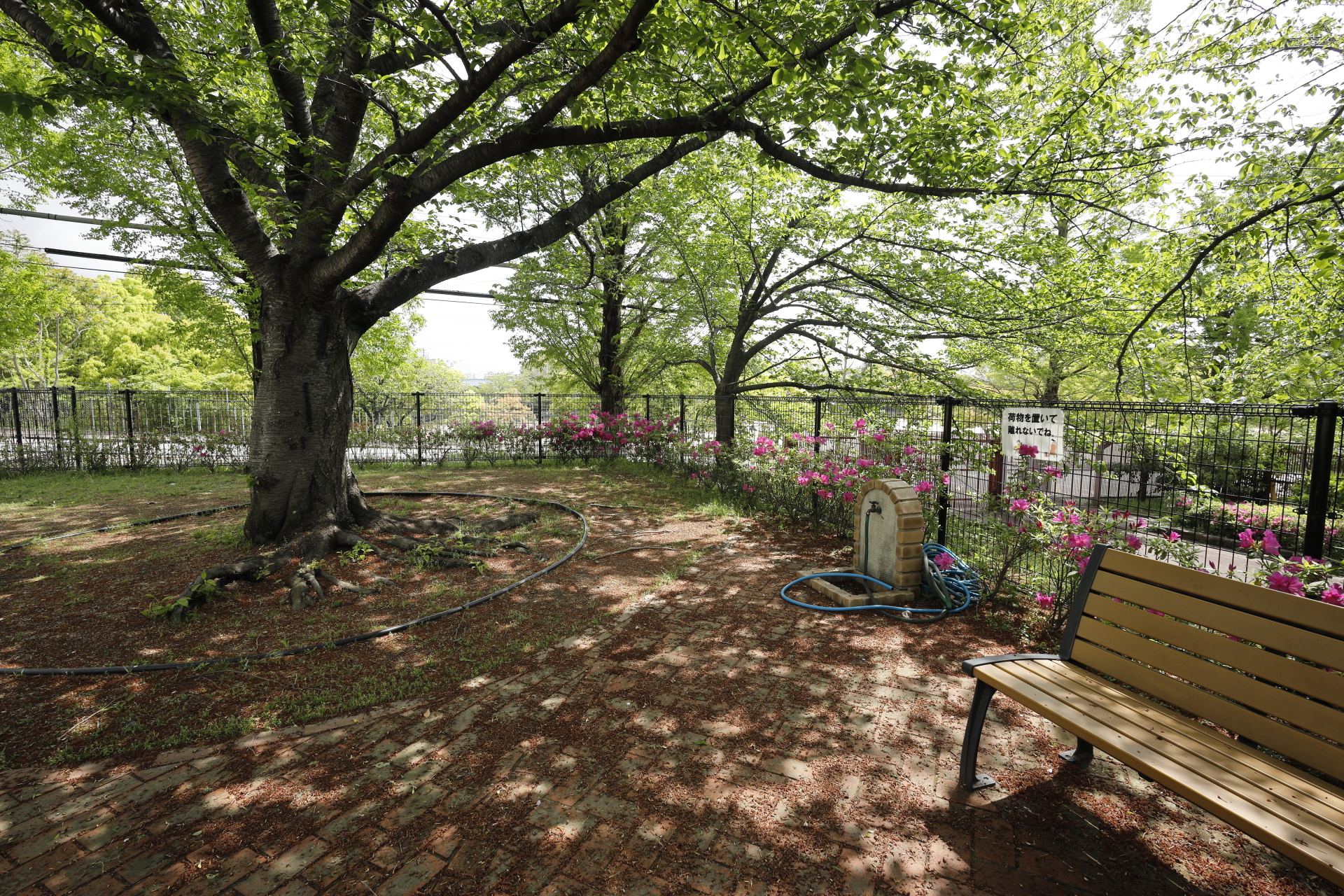 新緑がきれいな庭 作例写真 キヤノンEOS RとRF16mm F2.8 STM