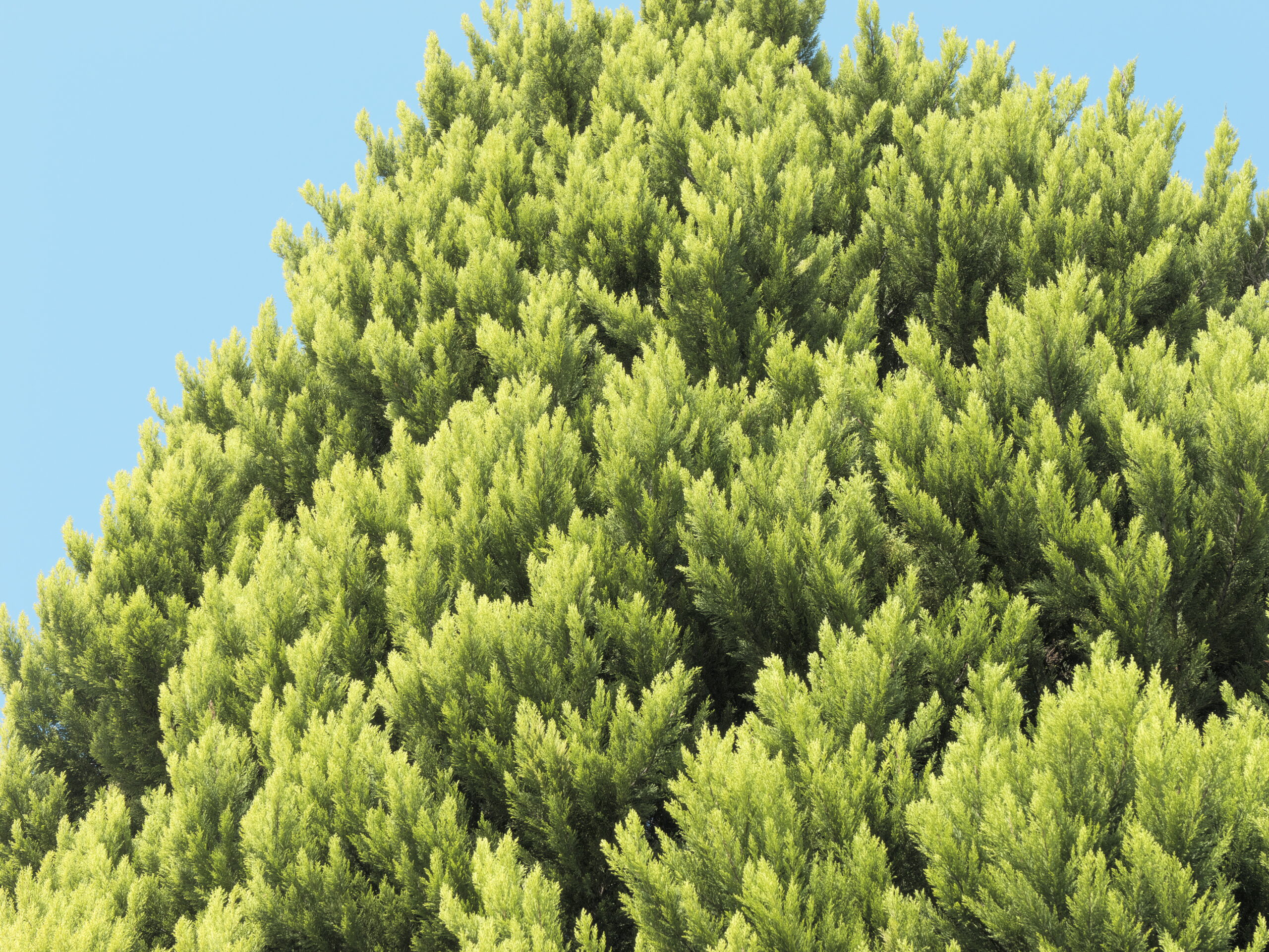木々の緑　GH6 L.クラシックネオ 作例写真
