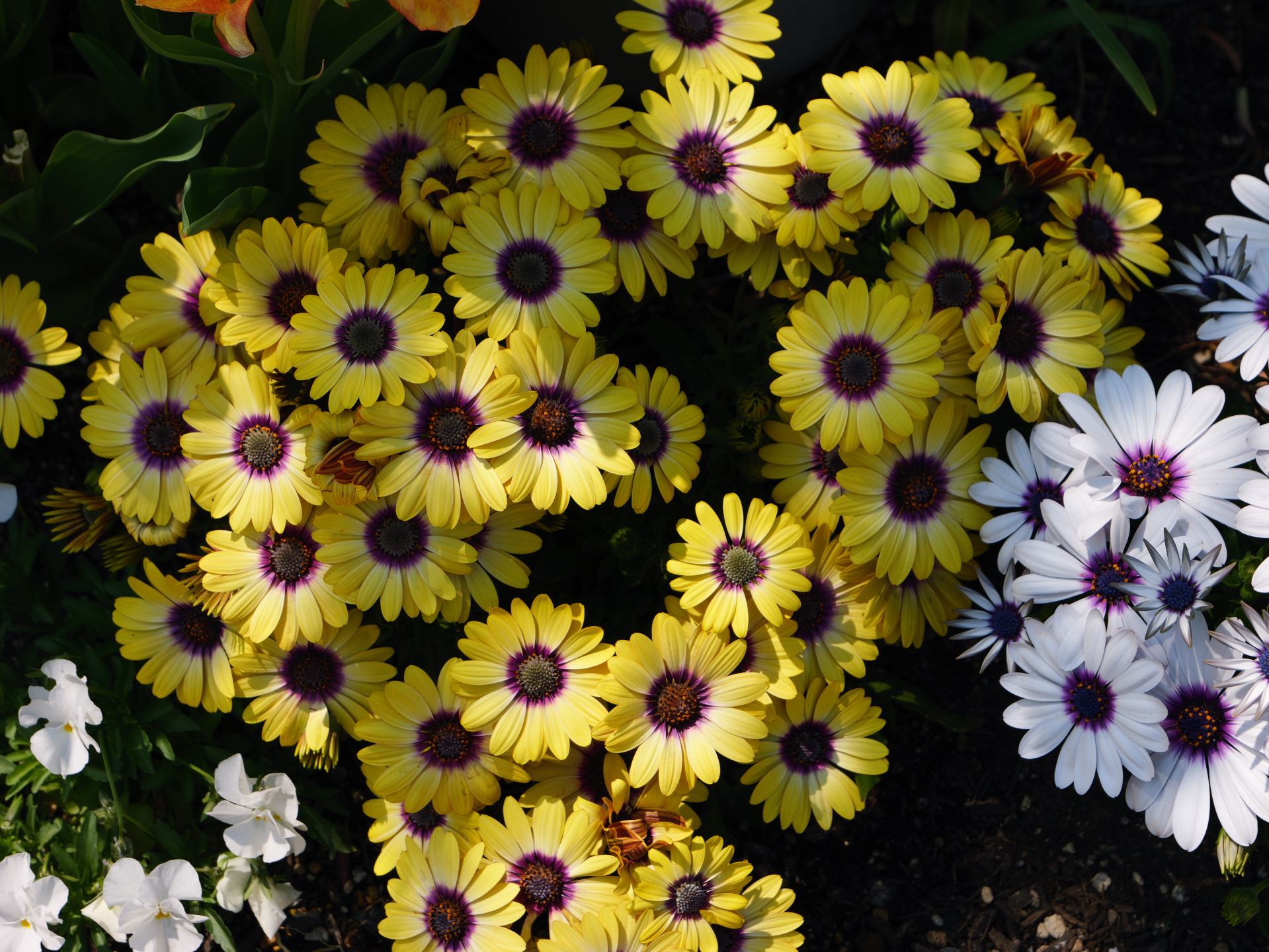 花壇の花　LUMIX GH6 作例写真