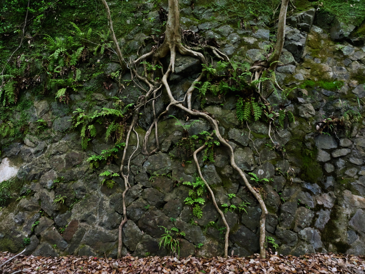 木の根っこ　旧福知山線ハイキング