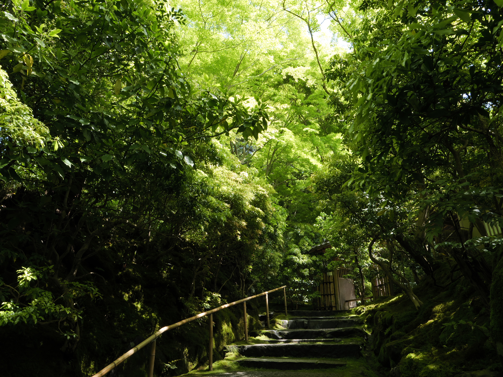 青もみじ　京都の瑠璃光院　新緑の庭園