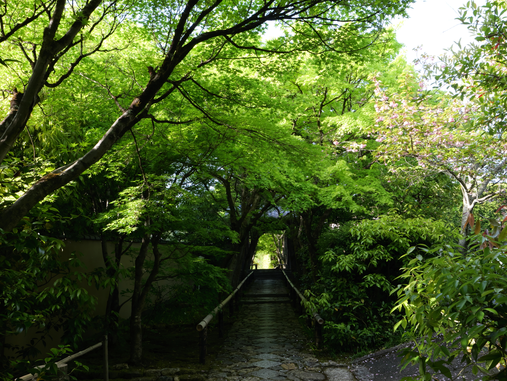 京都　光悦寺　参道　新緑の春