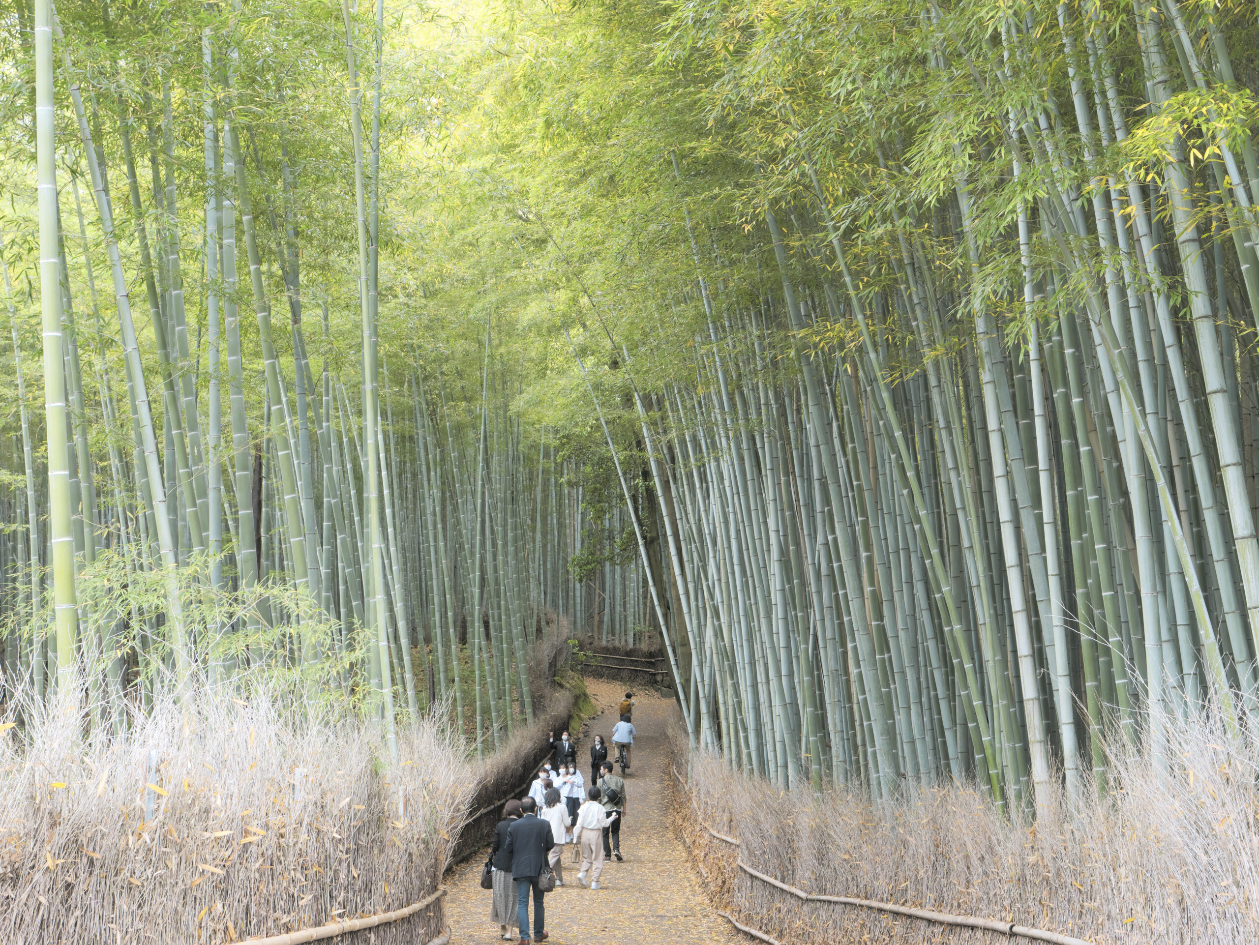 京都竹林の小径　GH6 フォトスタイル L.クラシックネオ 作例写真