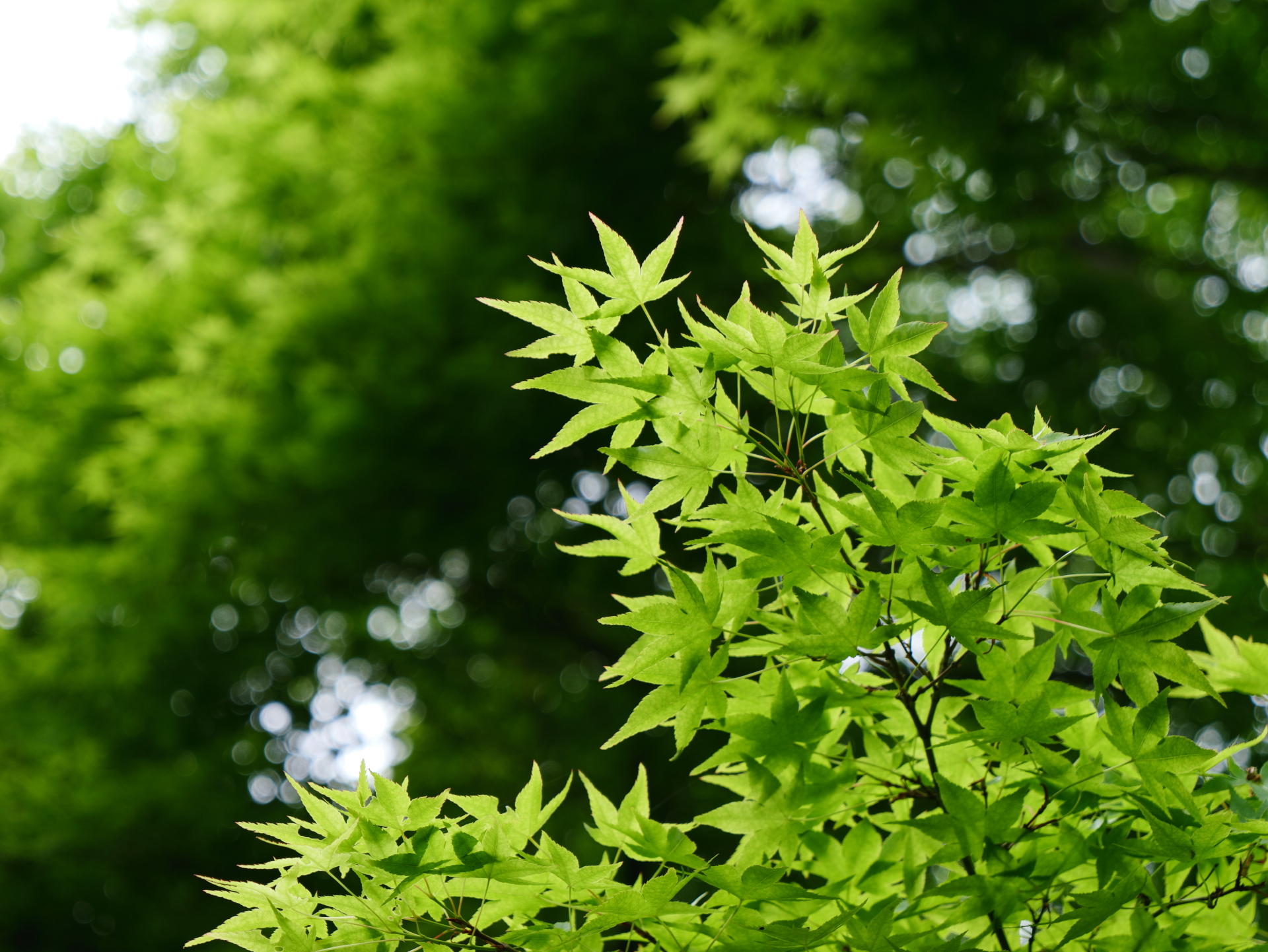 京都嵐山の新緑　青もみじ