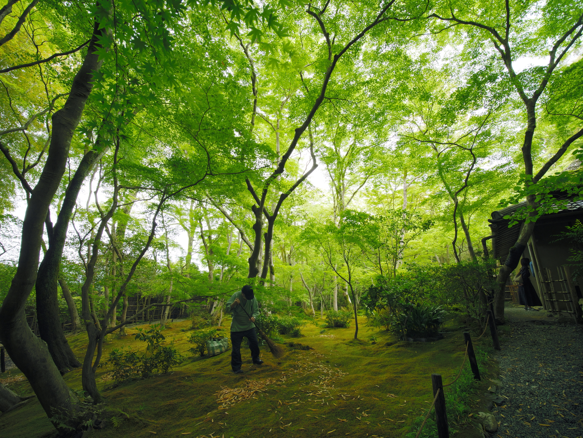 苔の庭園　祇王寺　 京都 嵐山