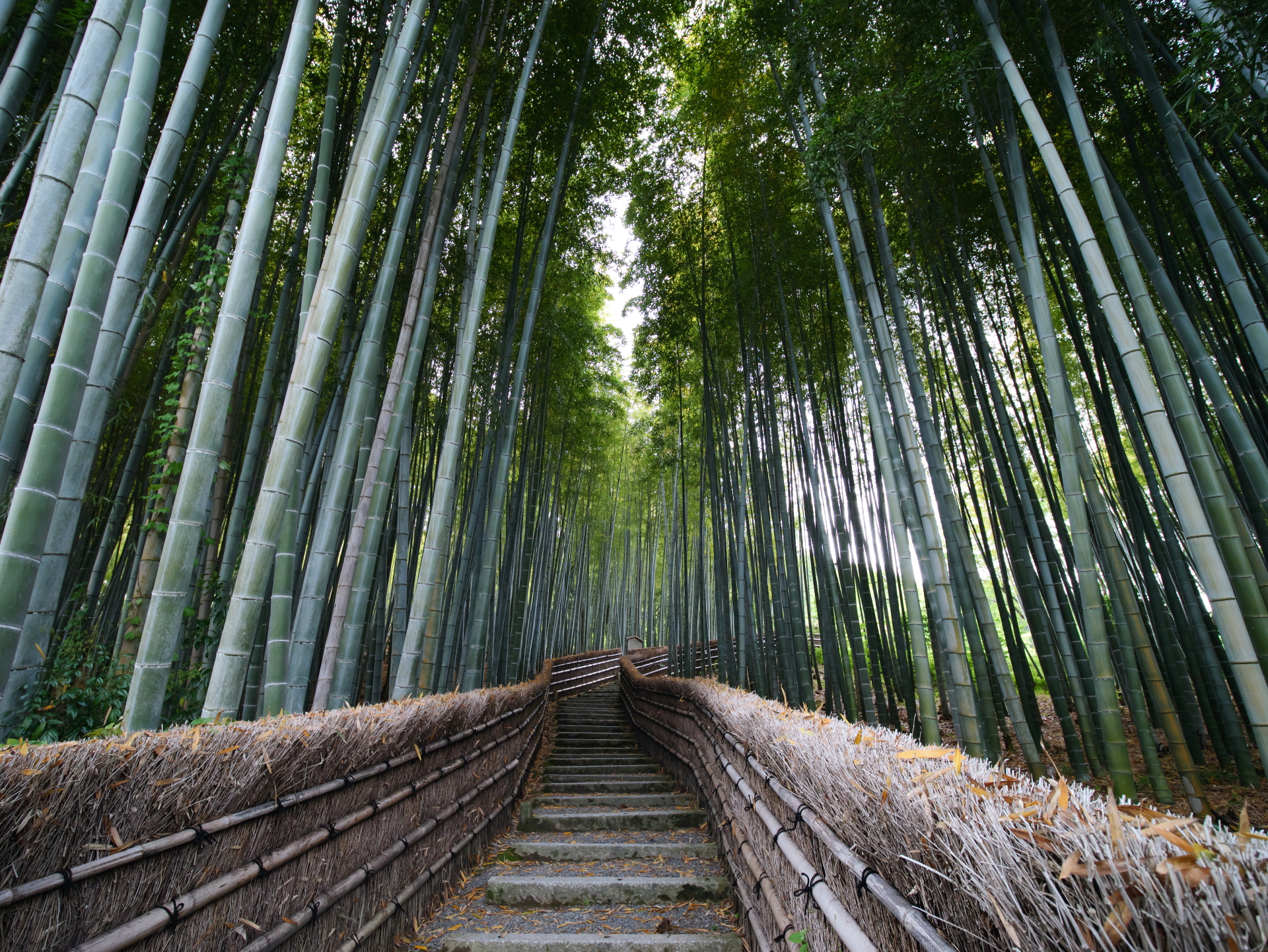 竹林の小径　化野（あだしの）念仏寺　京都　嵐山