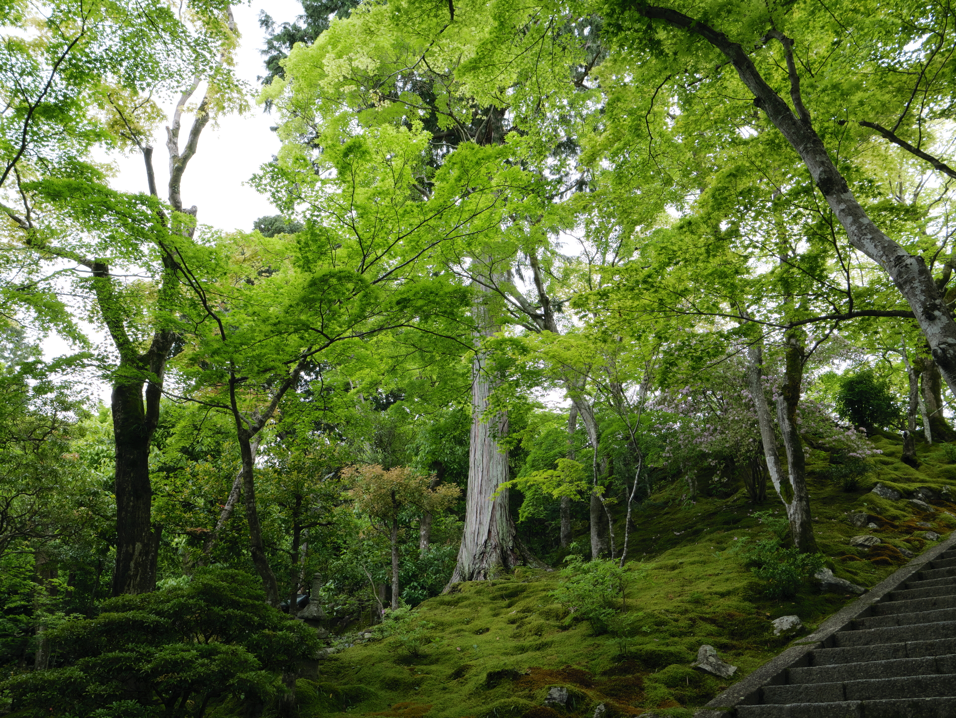 常寂光寺 京都 嵐山