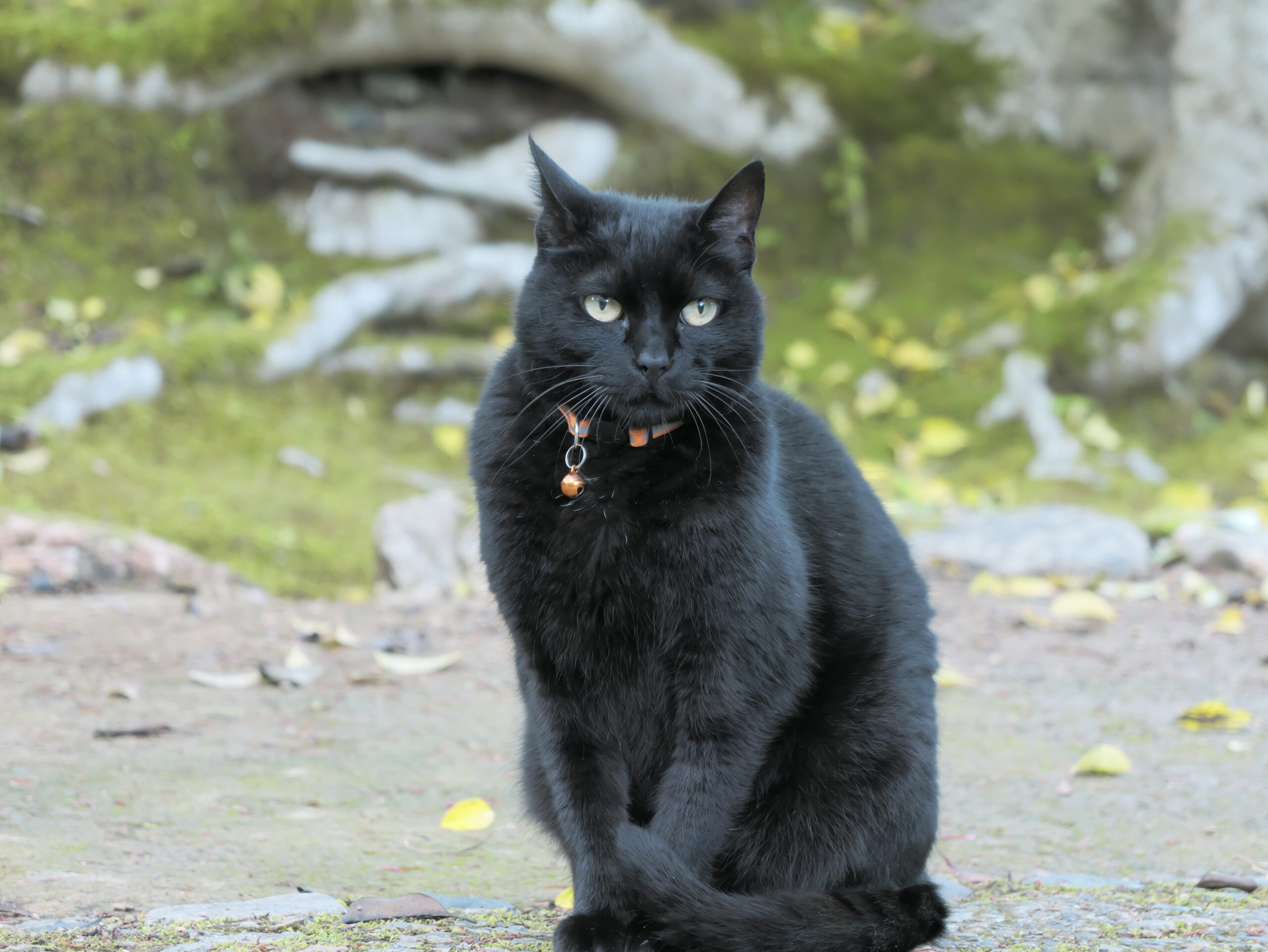 黒猫　GH6 フォトスタイル L.クラシックネオ 作例写真