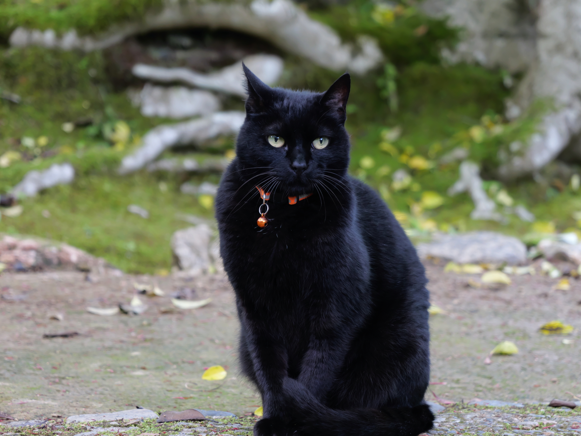 黒猫　常寂光寺 京都 嵐山