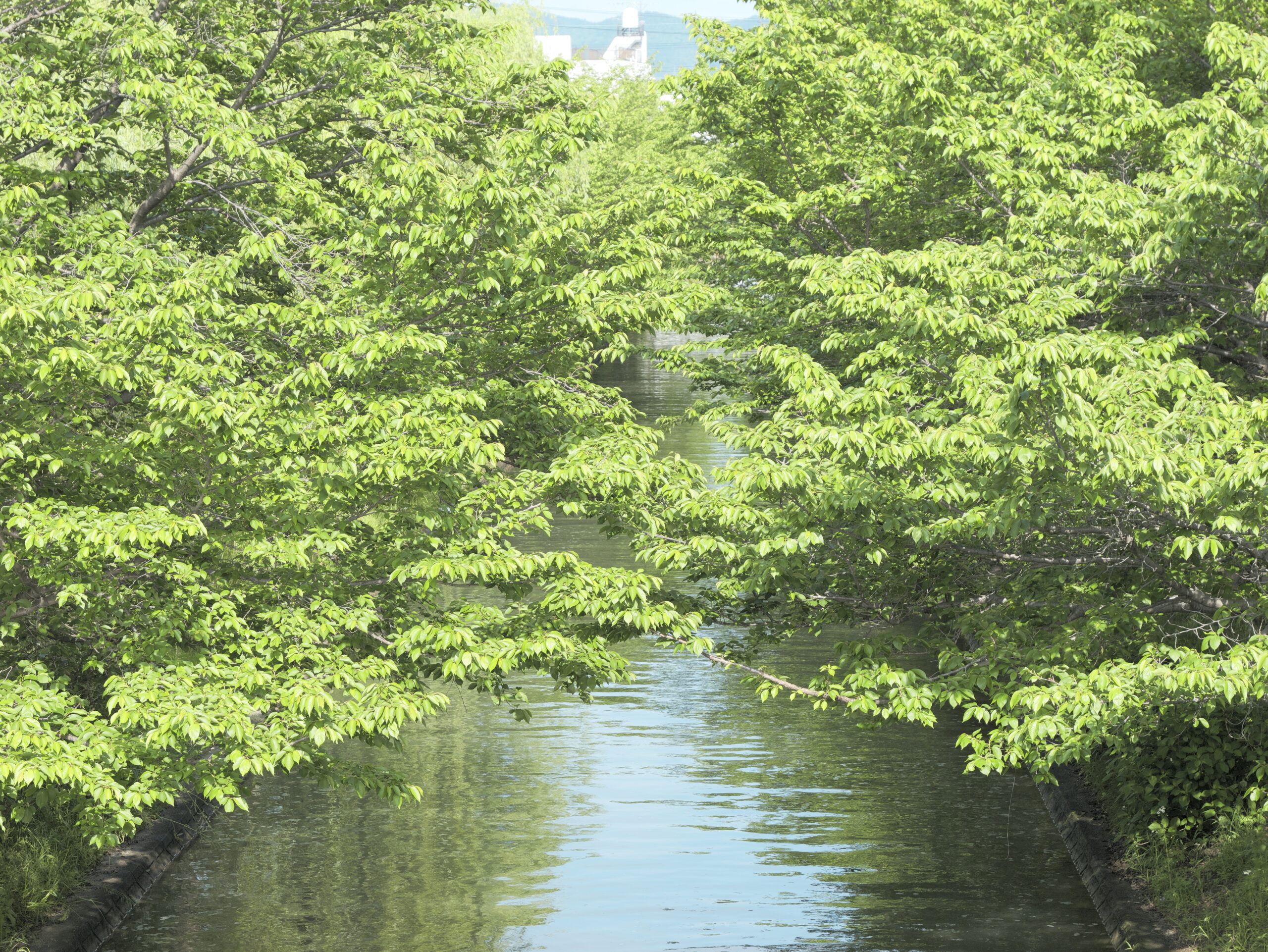 京都伏見の宇治川渓流　GH6 フォトスタイル L.クラシックネオ 作例写真