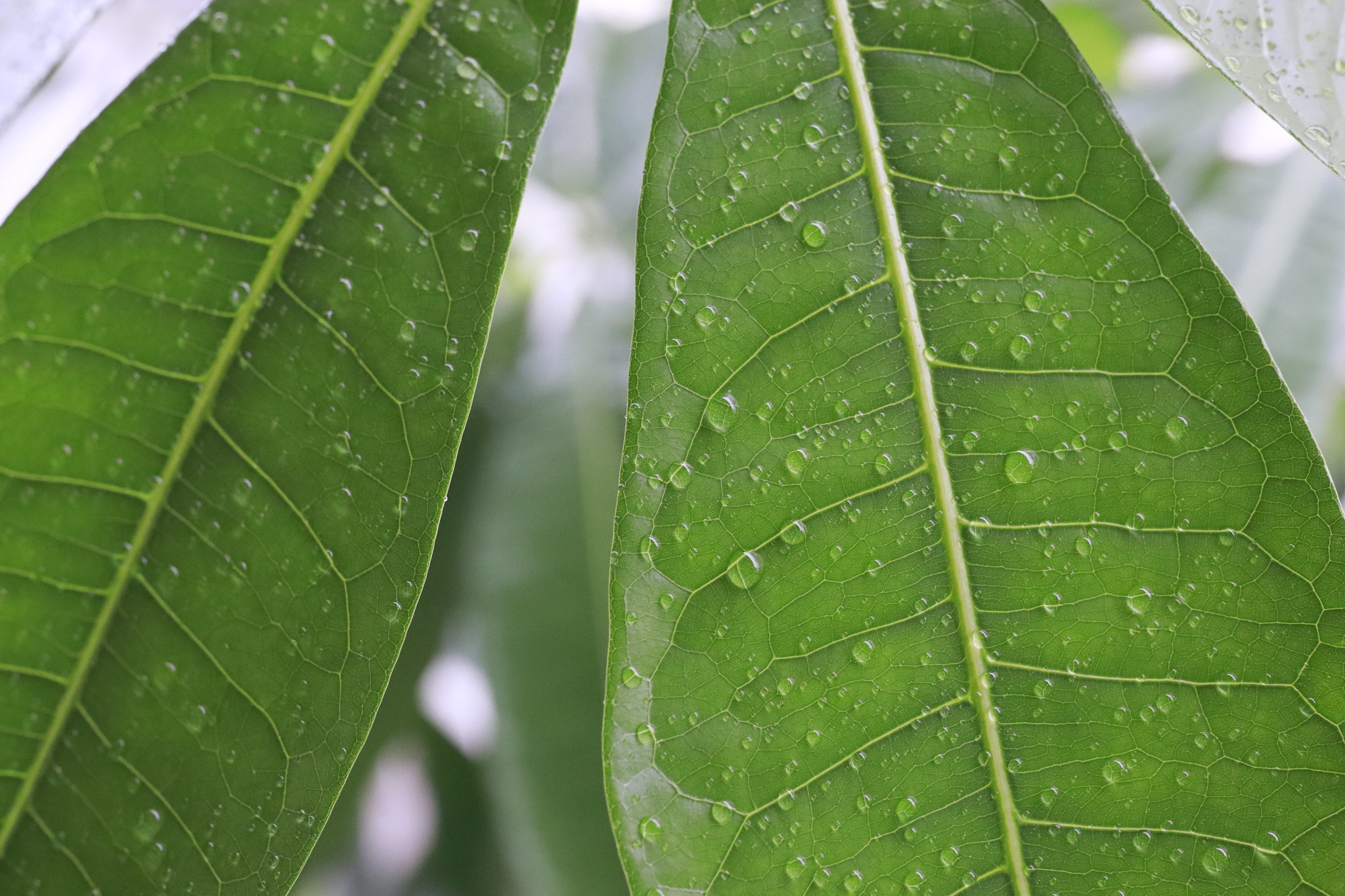 水滴のついた葉っぱ　作例写真 EF-M32mm F1.4 STM キヤノン 単焦点レンズ