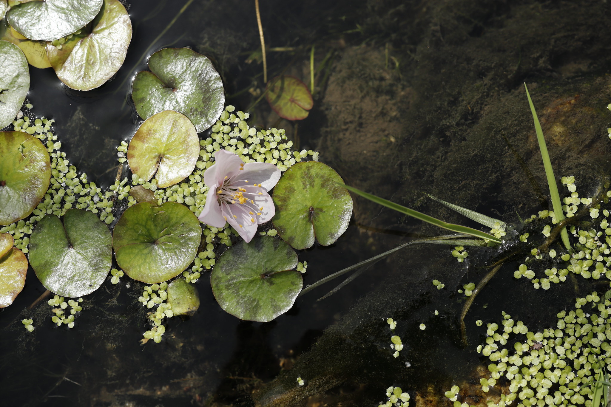 水に浮かぶ葉とピンクの花　作例写真 EF-M32mm F1.4 STM キヤノン 単焦点レンズ