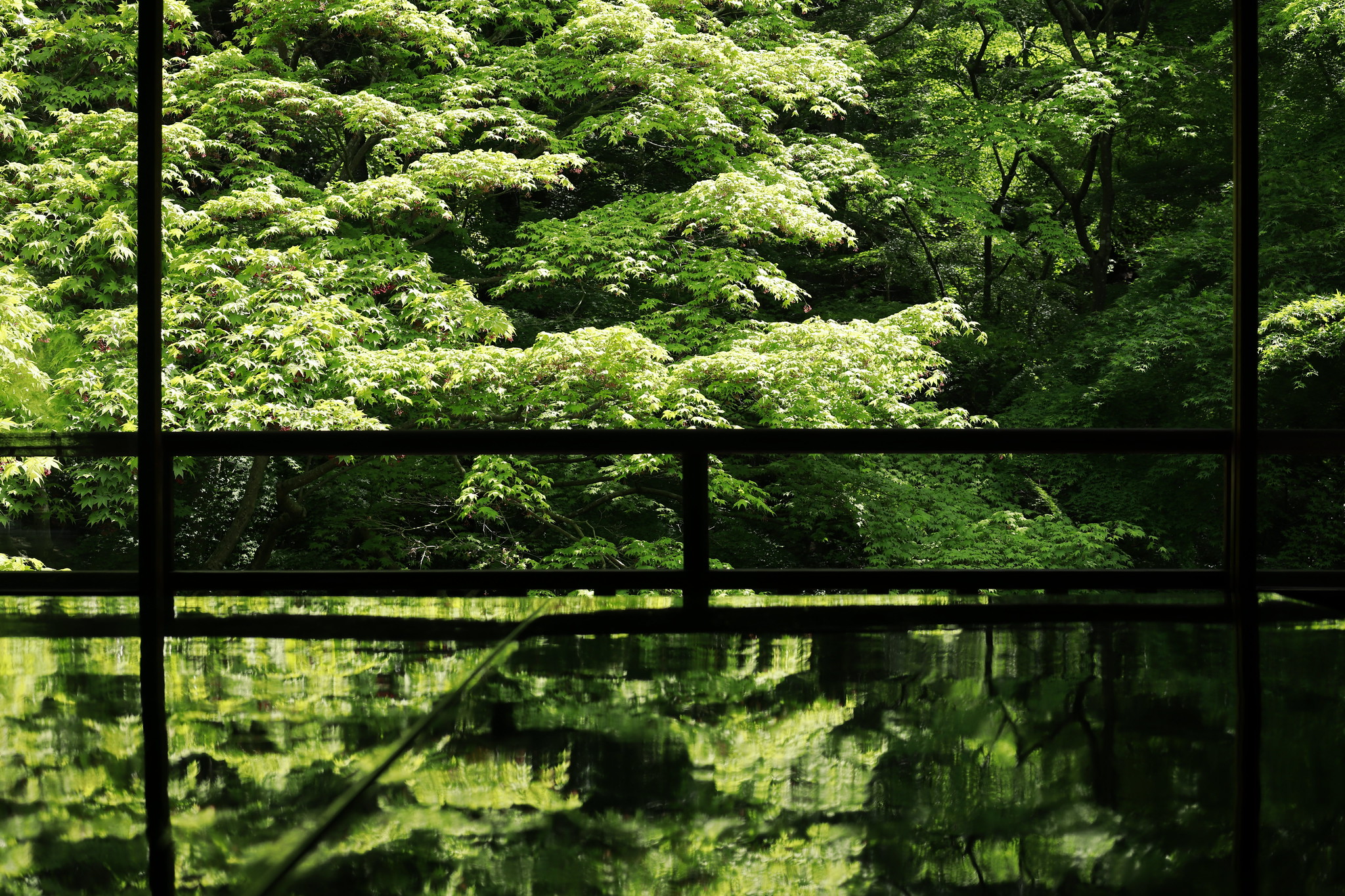 新緑の京都瑠璃光院　作例写真 EF-M32mm F1.4 STM キヤノン 単焦点レンズ