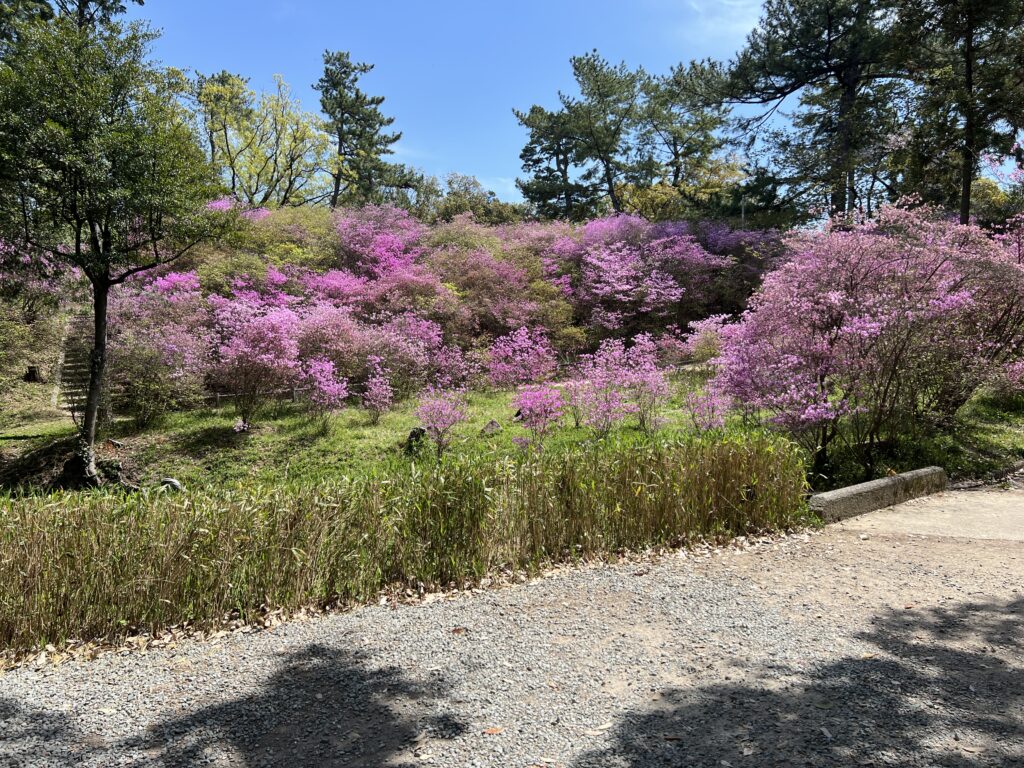 コバノミツバツツジの開花状況 2024年４月１２日　廣田神社