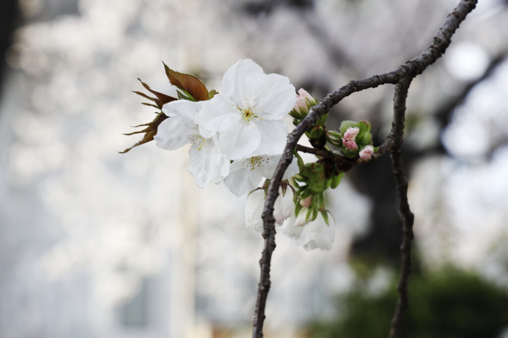 越水浄水場の一般開放 桜の通り抜け 西宮 開花状況2023年3月29日