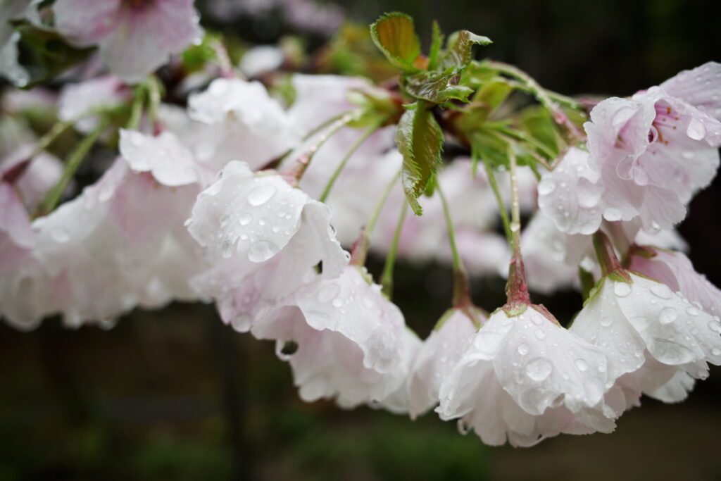 廣田神社 桜の開花状況2023年3月26日