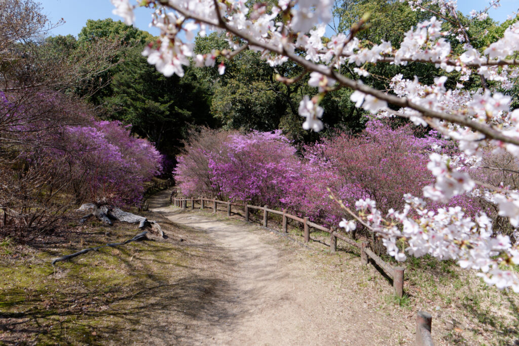 廣田神社 コバノミツバツツジと桜の開花状況2023年3月28日
