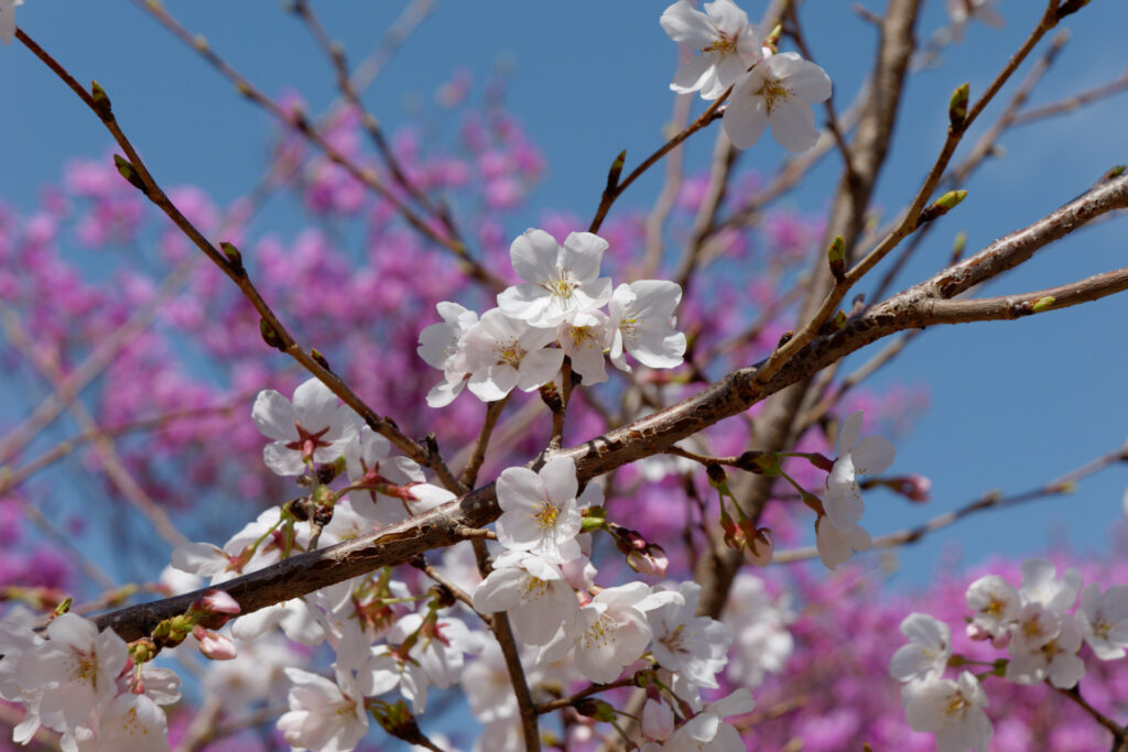 廣田神社 コバノミツバツツジと桜の開花状況2023年3月28日