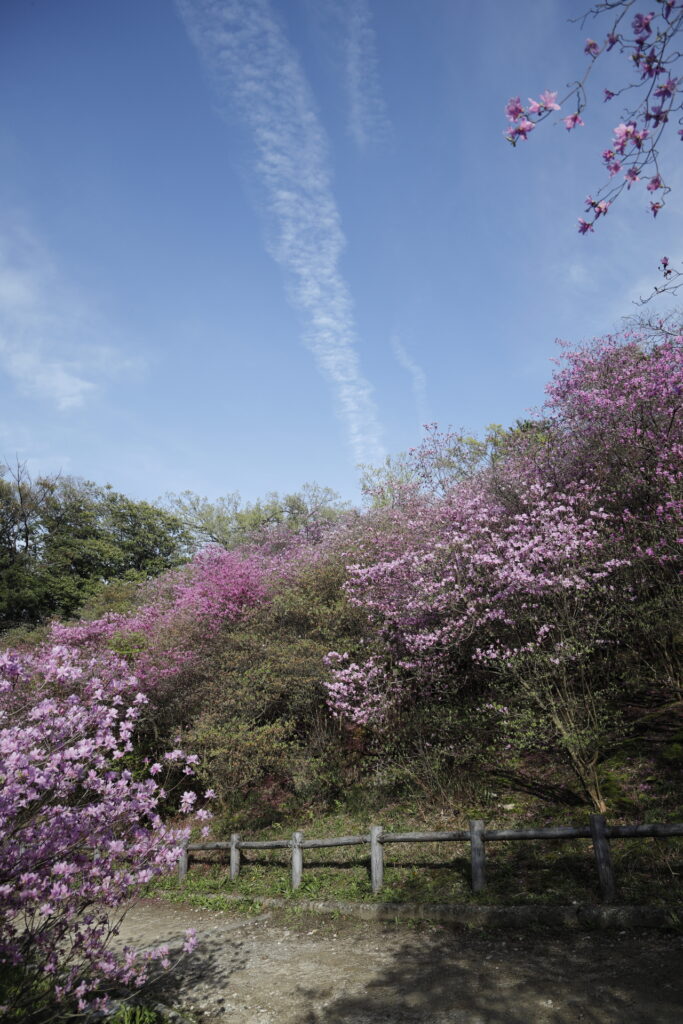 コバノミツバツツジの開花状況 2024年４月１０日　廣田神社