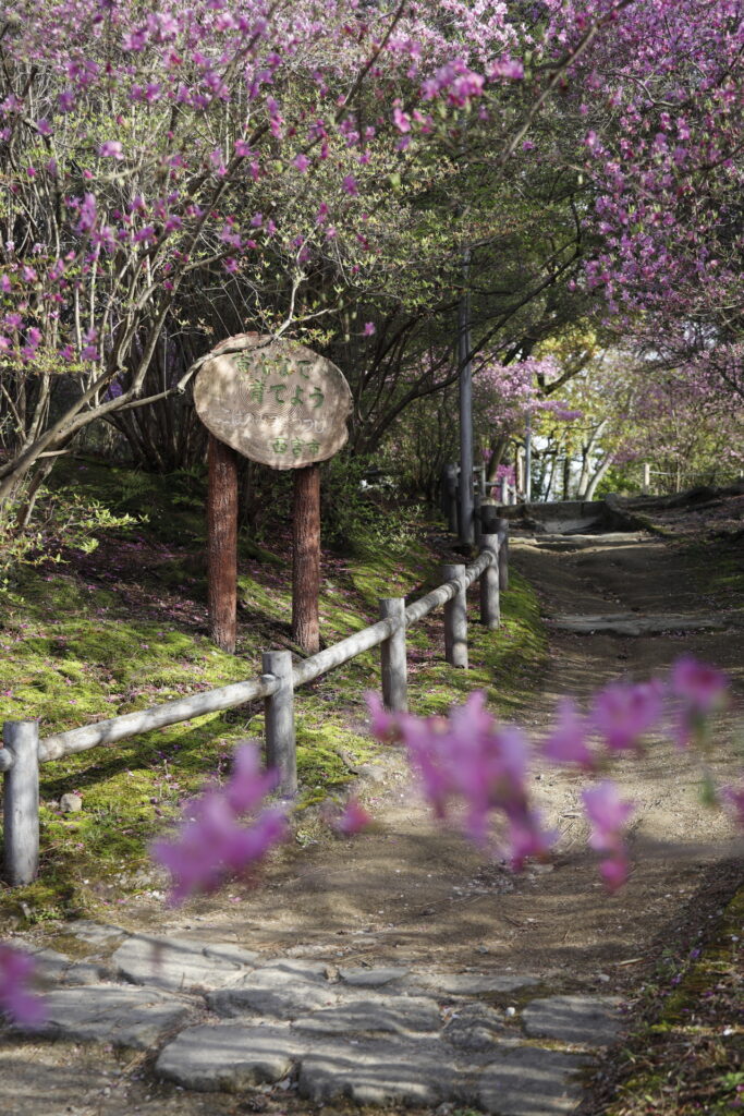 コバノミツバツツジの開花状況 2024年４月１０日　廣田神社