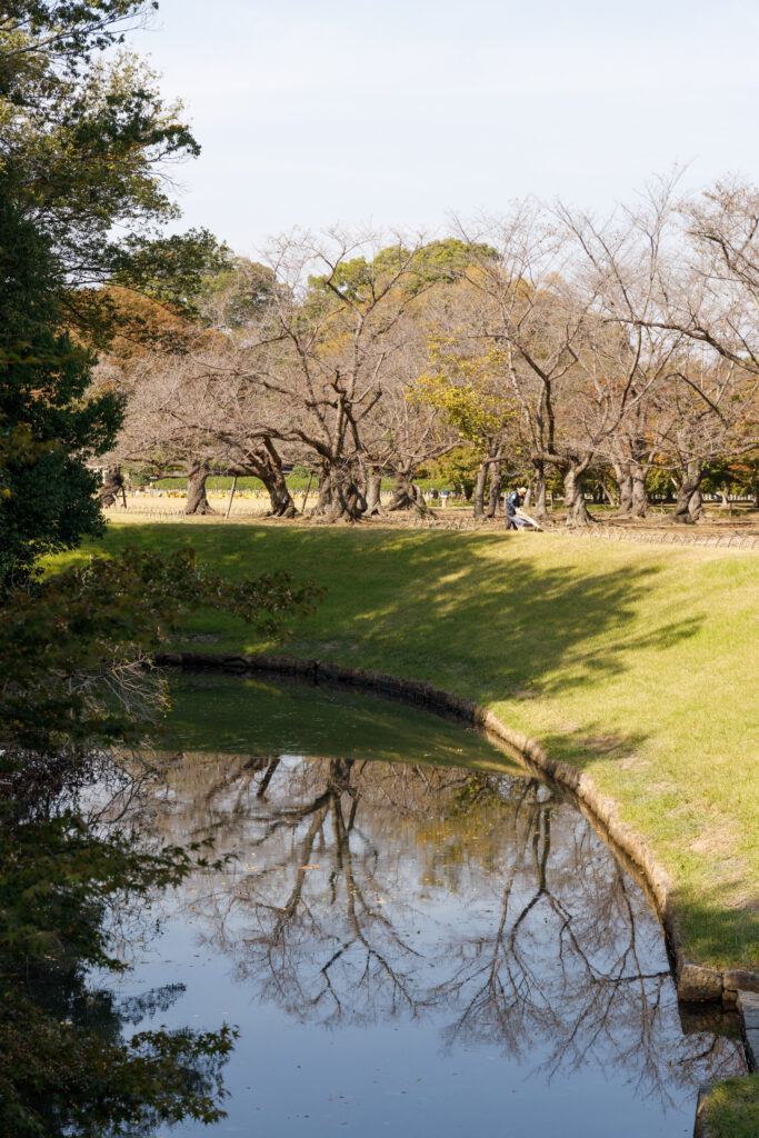岡山後楽園 桜の木と池