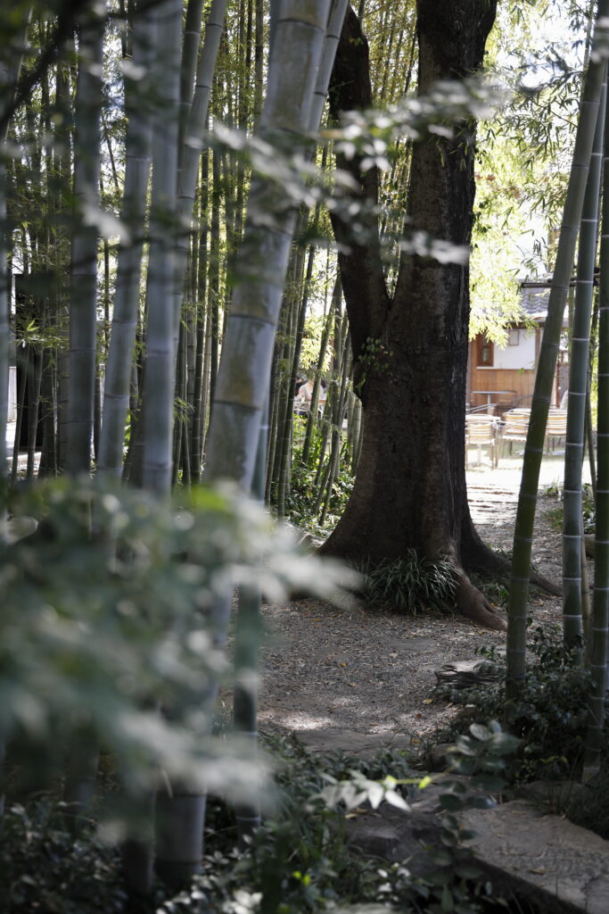 倉敷美観地区の竹やぶ