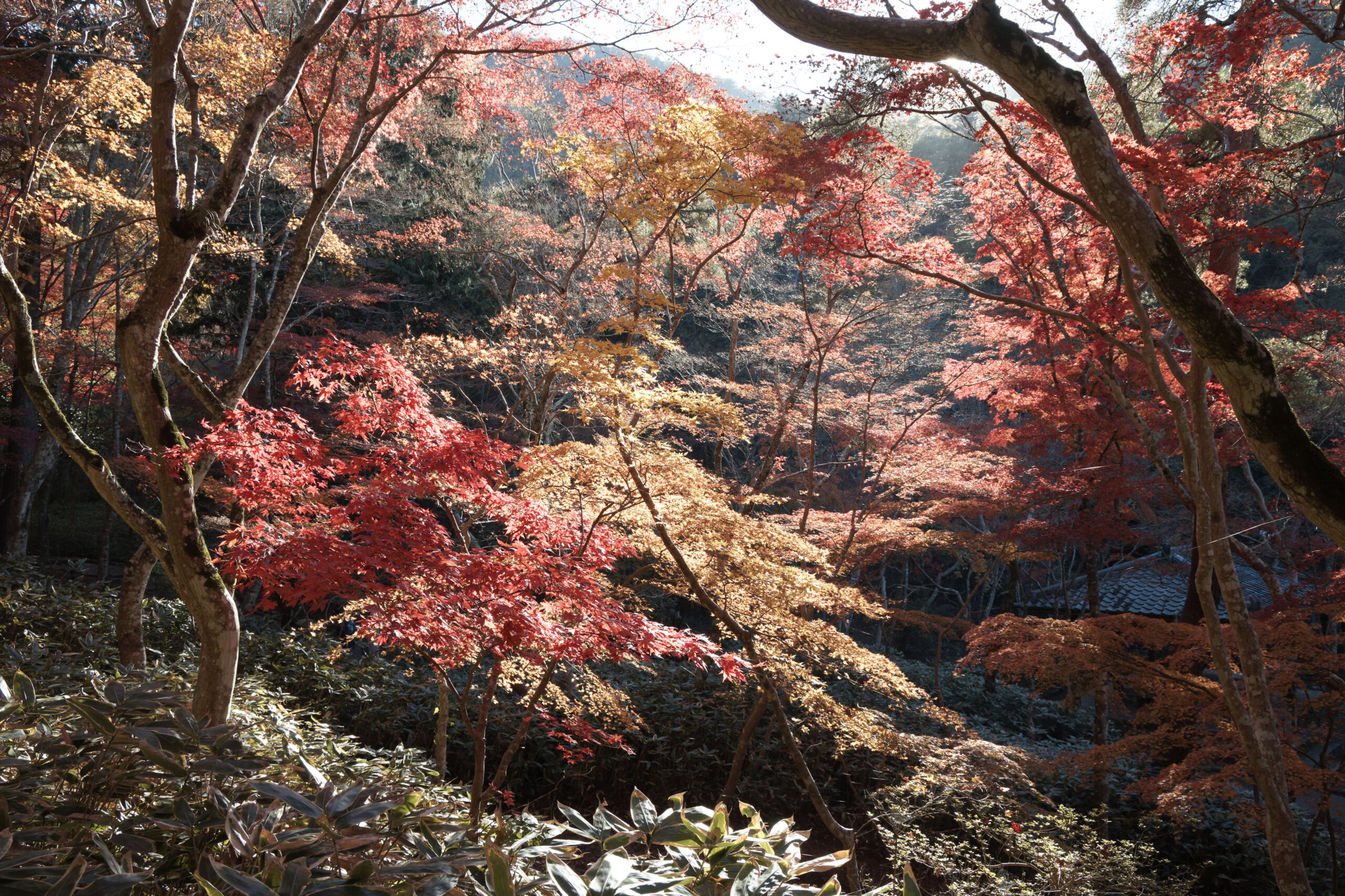 瑞宝寺公園　紅葉　神戸市北区　有馬温泉