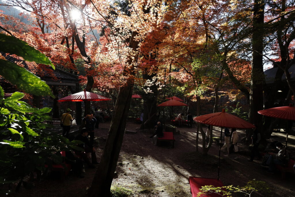 瑞宝寺公園　紅葉　神戸市北区　有馬温泉