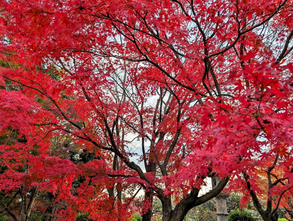 須磨離宮公園の紅葉
