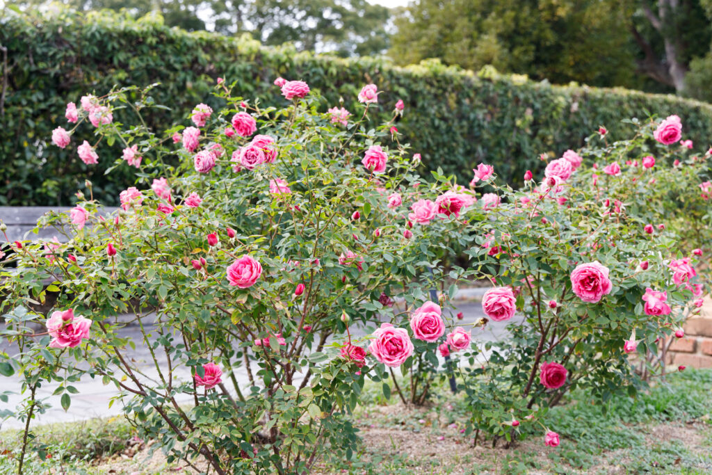 須磨離宮公園の薔薇