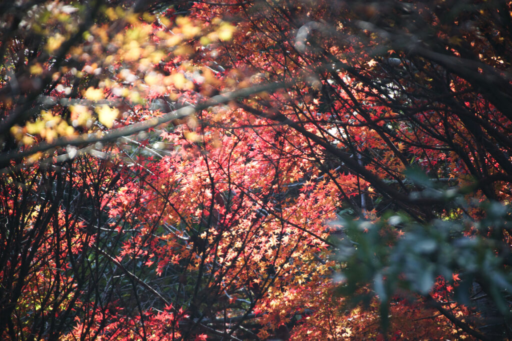 布引ハーブ園の紅葉
