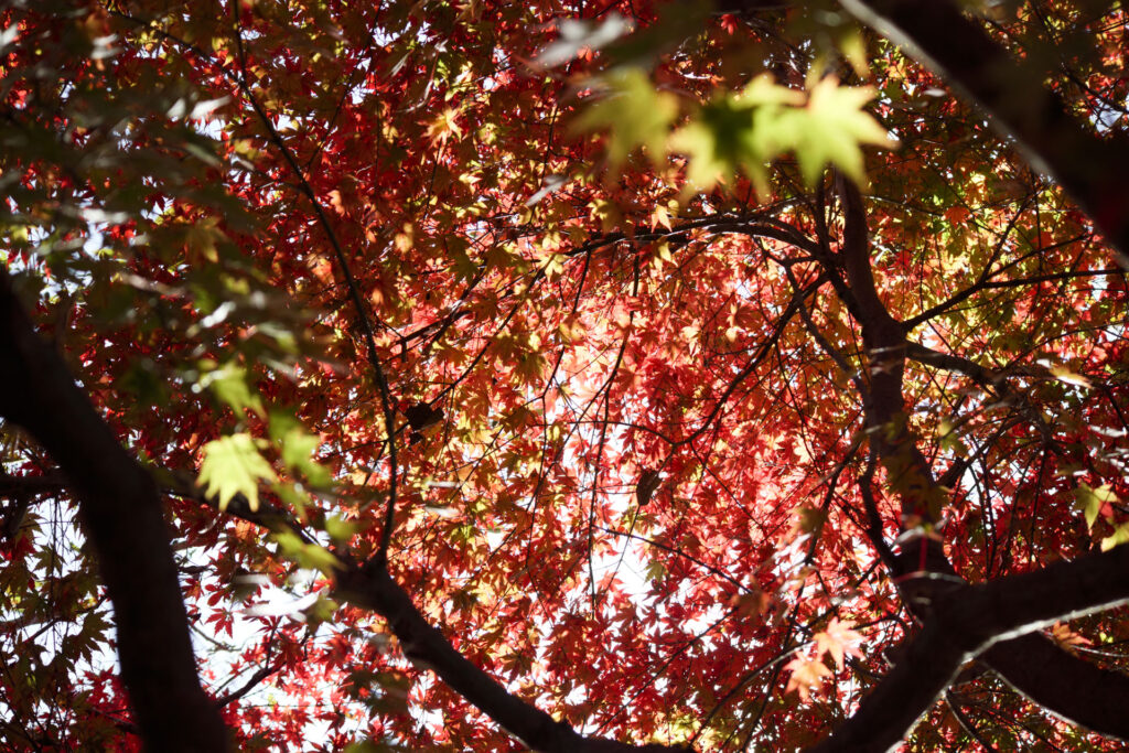 神戸布引ハーブ園の紅葉