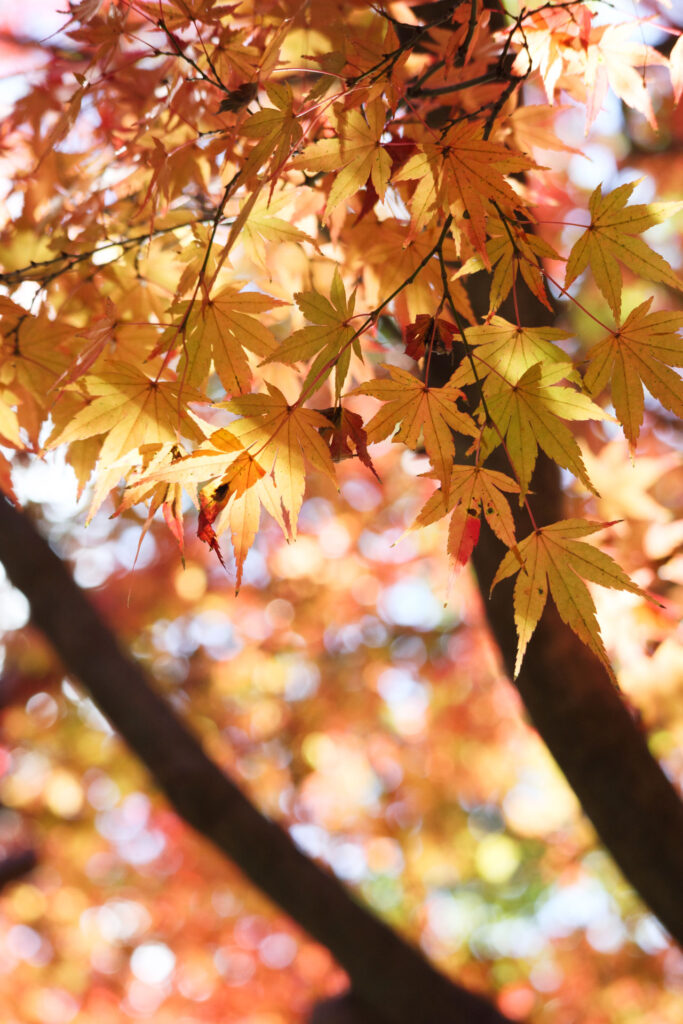 神戸布引ハーブ園の紅葉