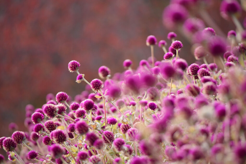神戸布引ハーブ園の花