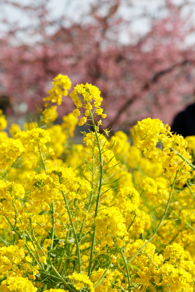 西郷川河口公園の菜の花