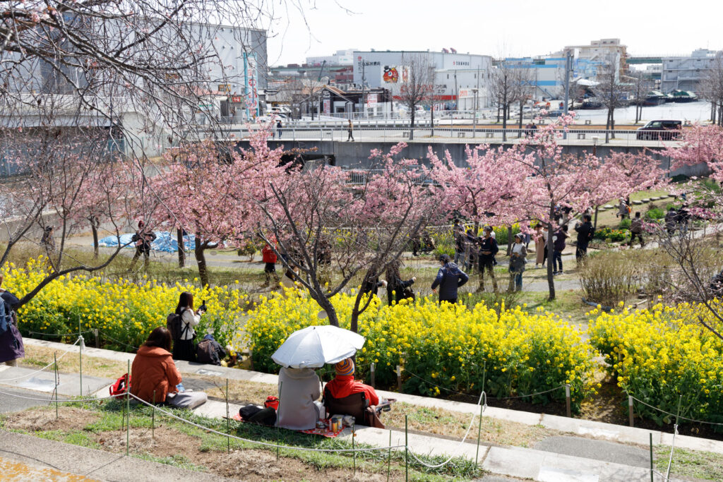 西郷川河口公園の菜の花と河津桜
