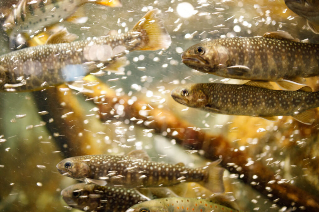 川魚　神戸須磨シーワールド