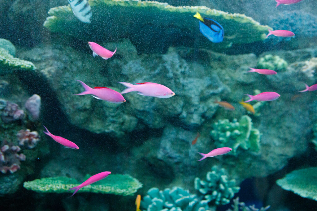 海のカラフルな魚　神戸須磨シーワールド