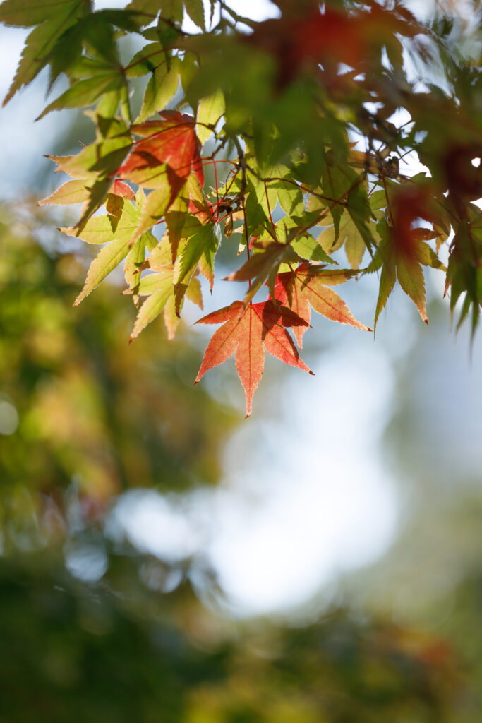 紅葉