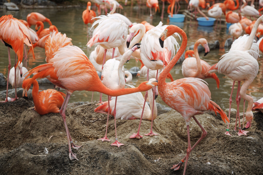 神戸市立王子動物園