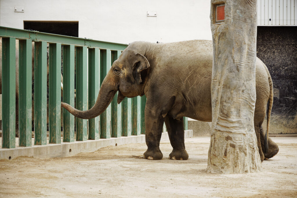神戸市立王子動物園